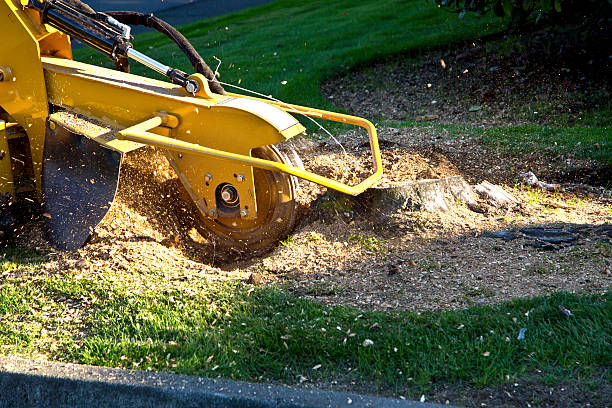 Why Choose Our Tree Removal Services in Tioga, ND?