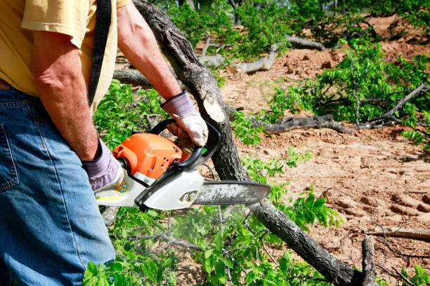 Best Tree Mulching Services  in Tioga, ND